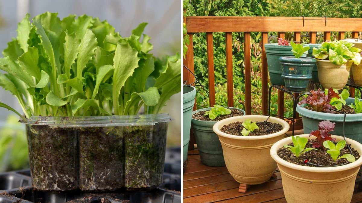 How to Grow Lettuce in Shallow Containers