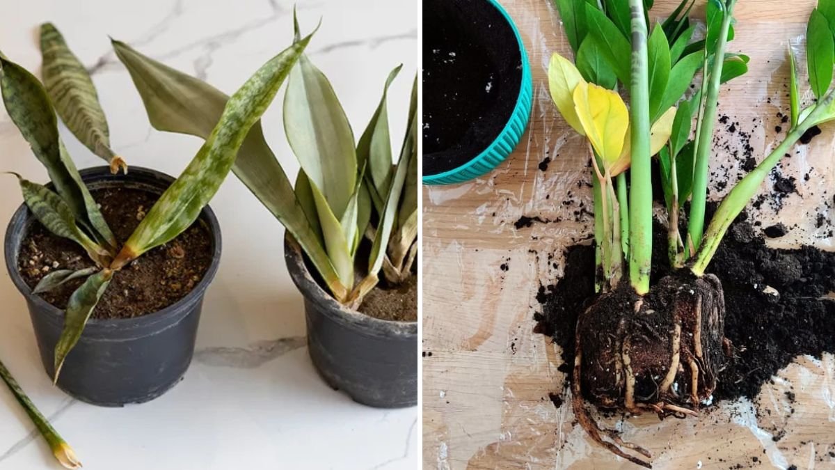 The Secret to Preventing Root Rot in Potted Plants