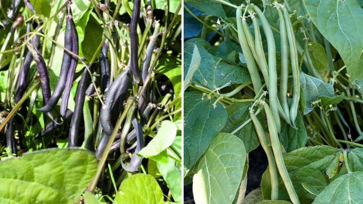 How to Grow Beans in Pots for Vertical Harvests