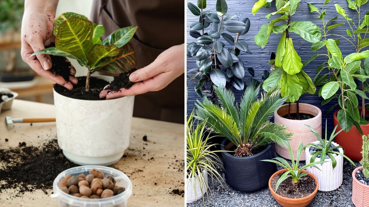 How to Maintain Proper Drainage in Balcony Pots