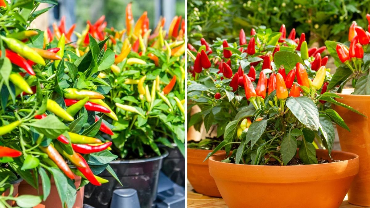 How to Grow Chillies in Compact Containers
