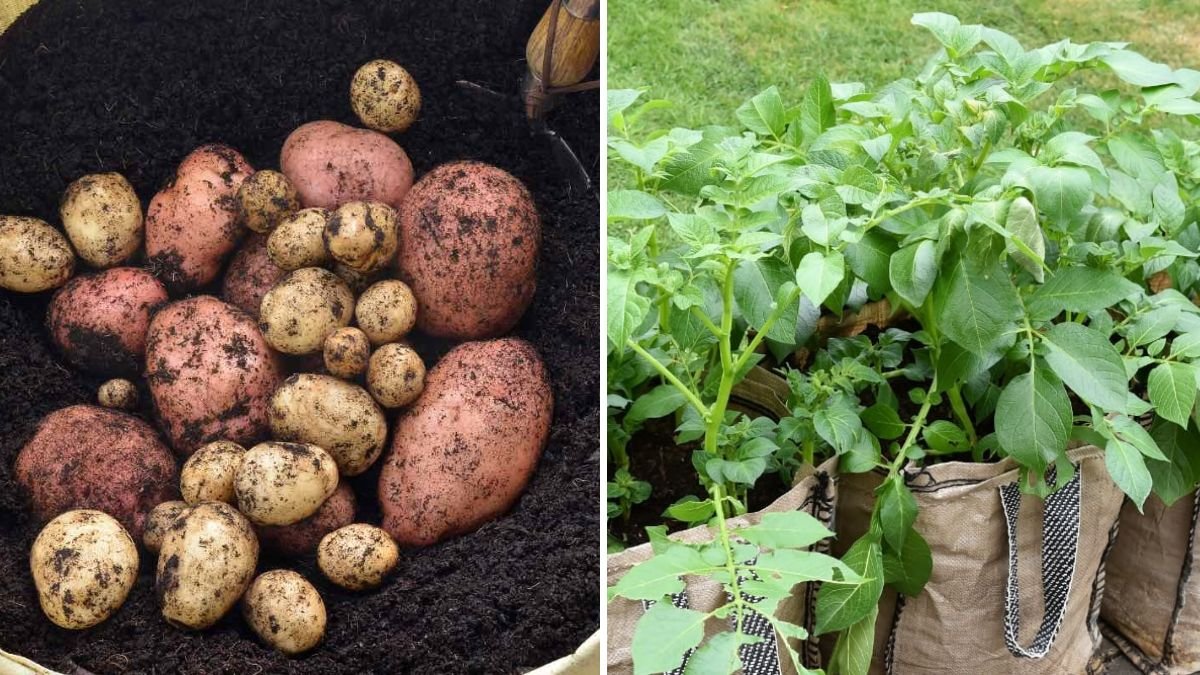 How to Grow Potatoes in Grow Bags