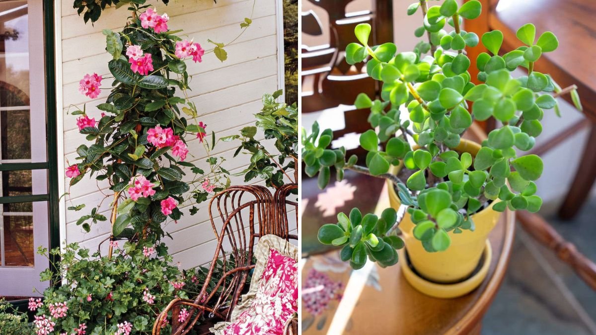 How to Keep Balcony Plants Healthy in Winter