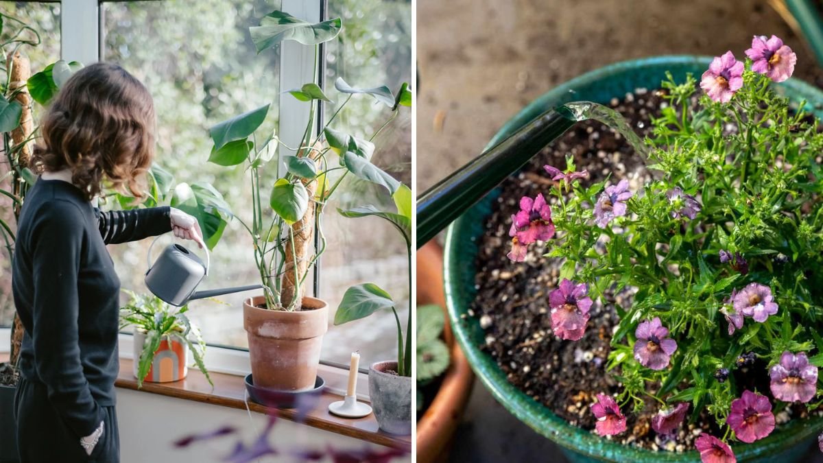 The Best Way to Water Potted Plants Efficiently