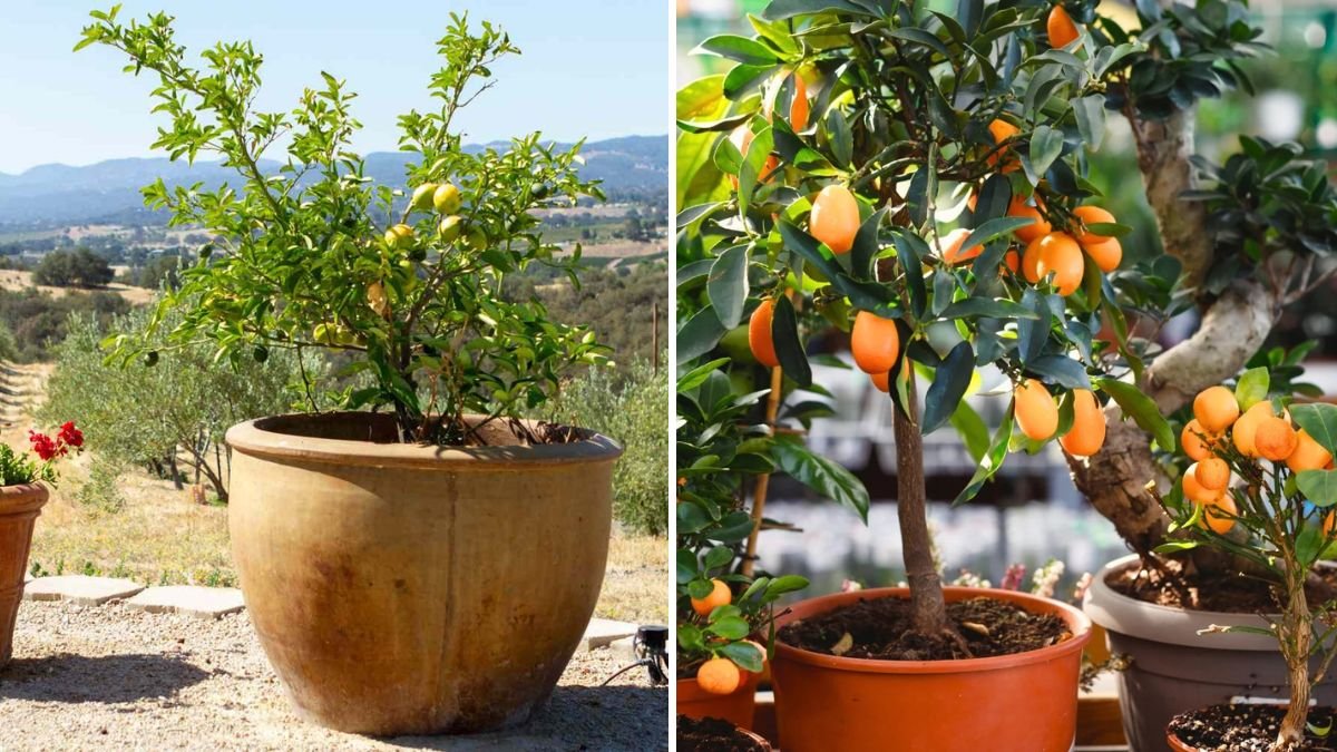 7 Fruit-Bearing Plants Perfect for Containers