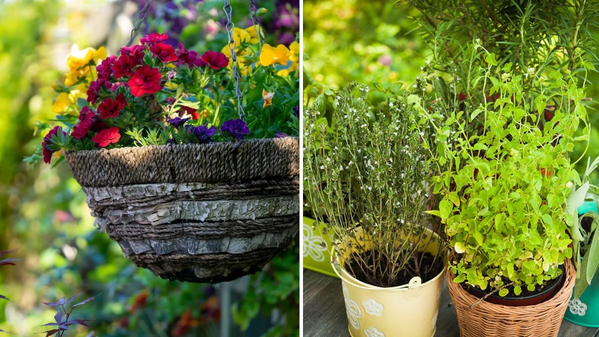 How to Grow Herbs in Hanging Baskets
