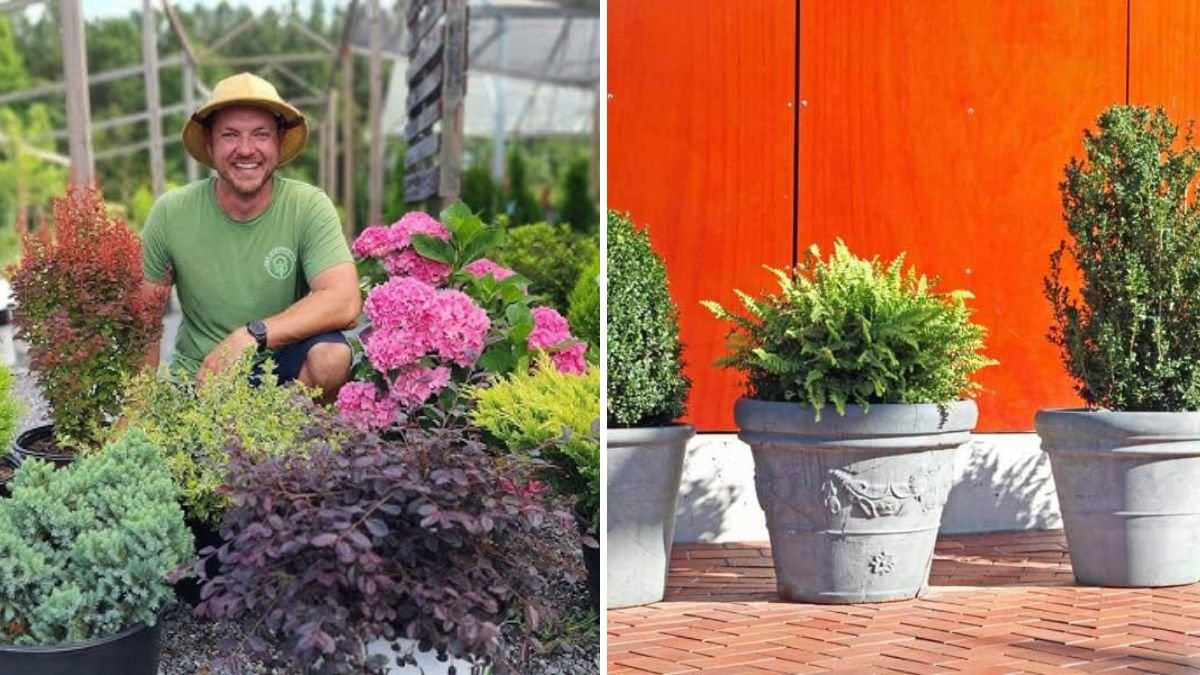 The Best Compact Shrubs for Container Gardening