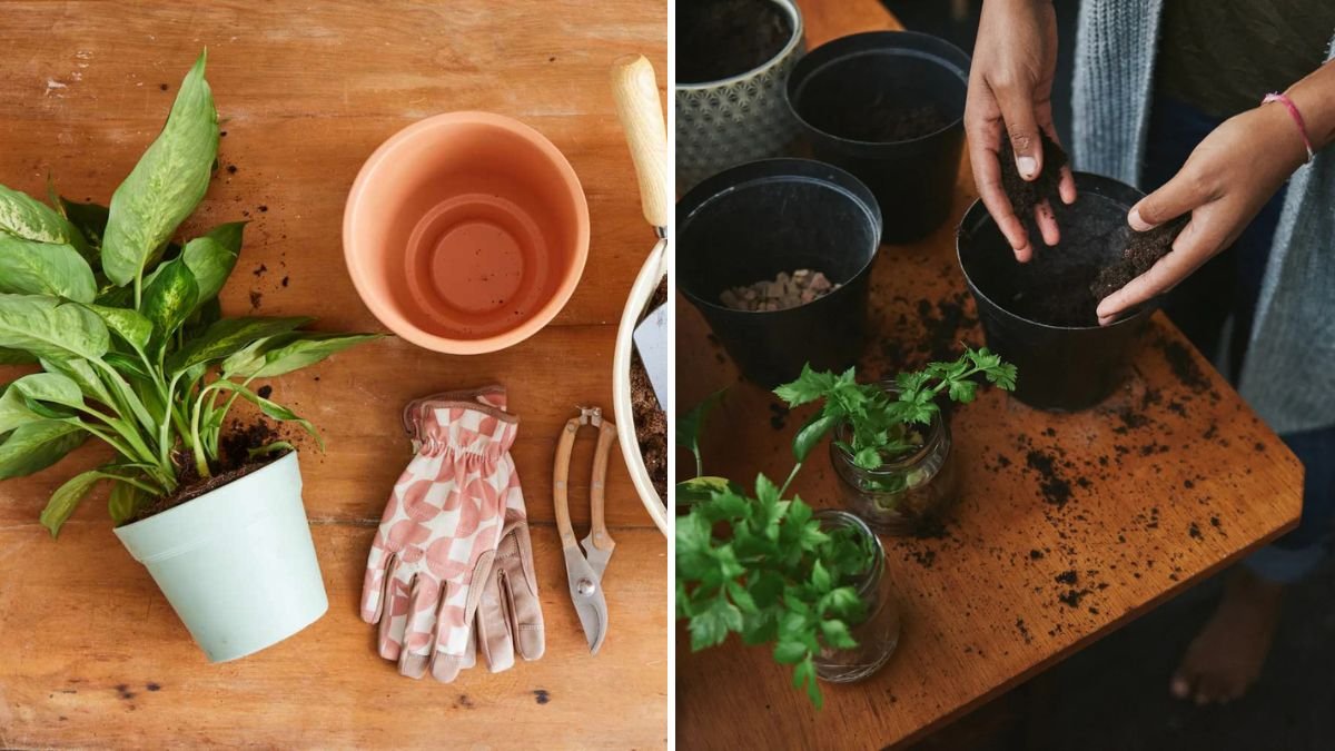 How to Repot Balcony Plants Without Mess