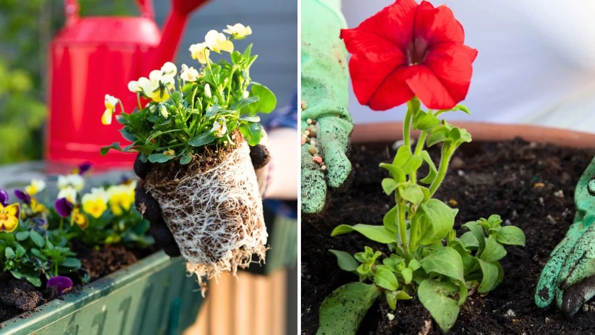 How to Fertilize Container Gardens Organically