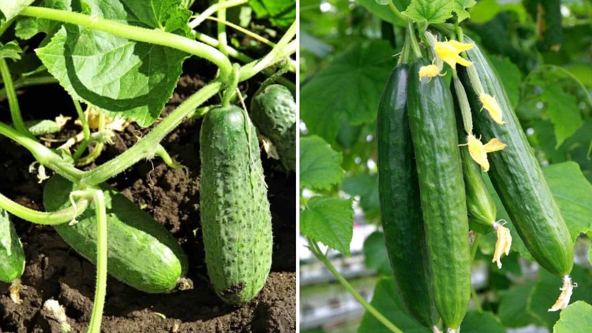How to Grow Cucumbers Vertically in Small Pots