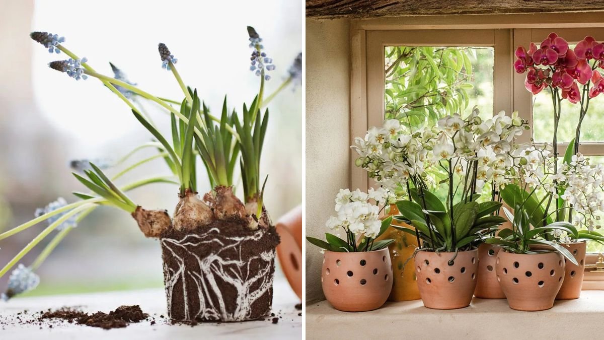 The Best Pot Shapes for Healthy Plant Growth