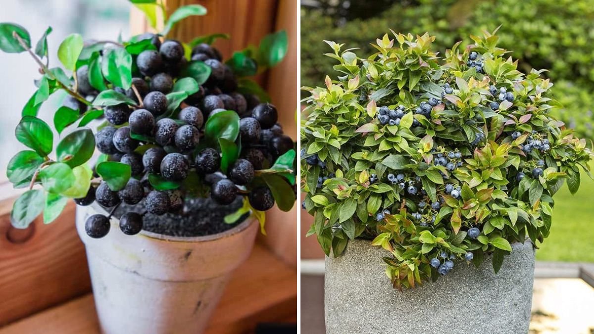 How to Grow Blueberries in Containers at Home