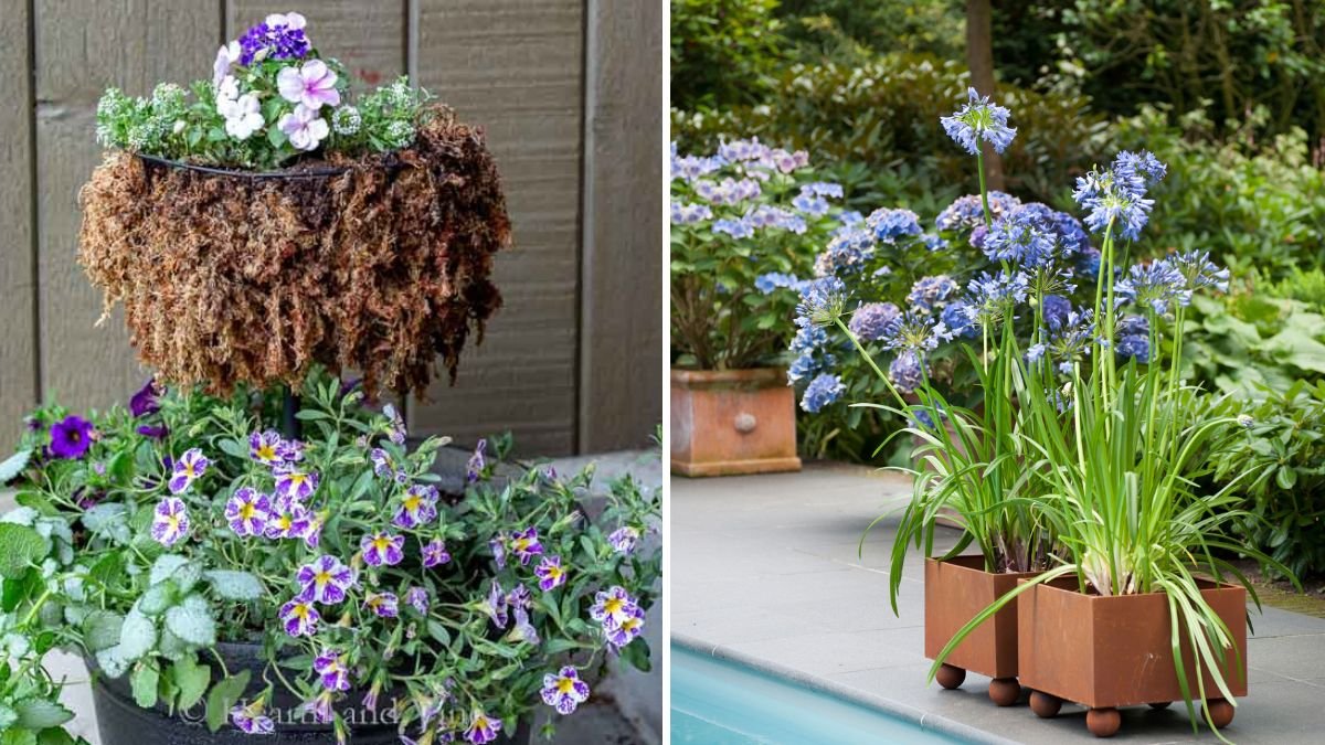 How to Layer Plants in Tiered Containers