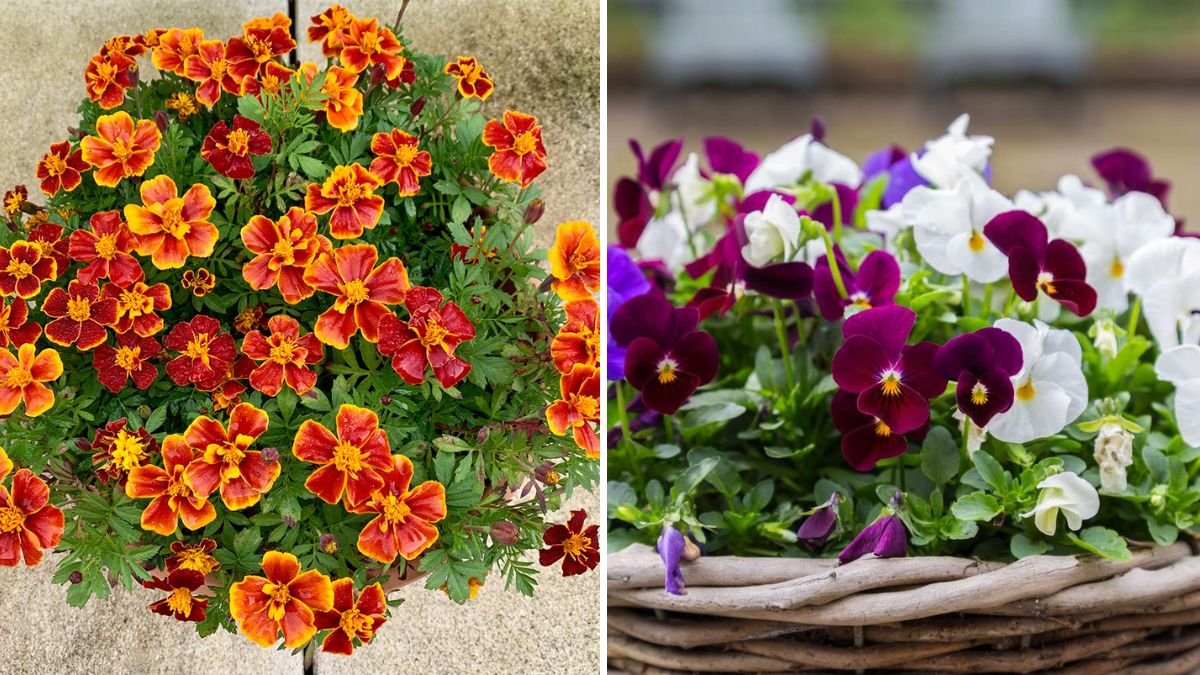 10 Flowers That Thrive in Small Pots