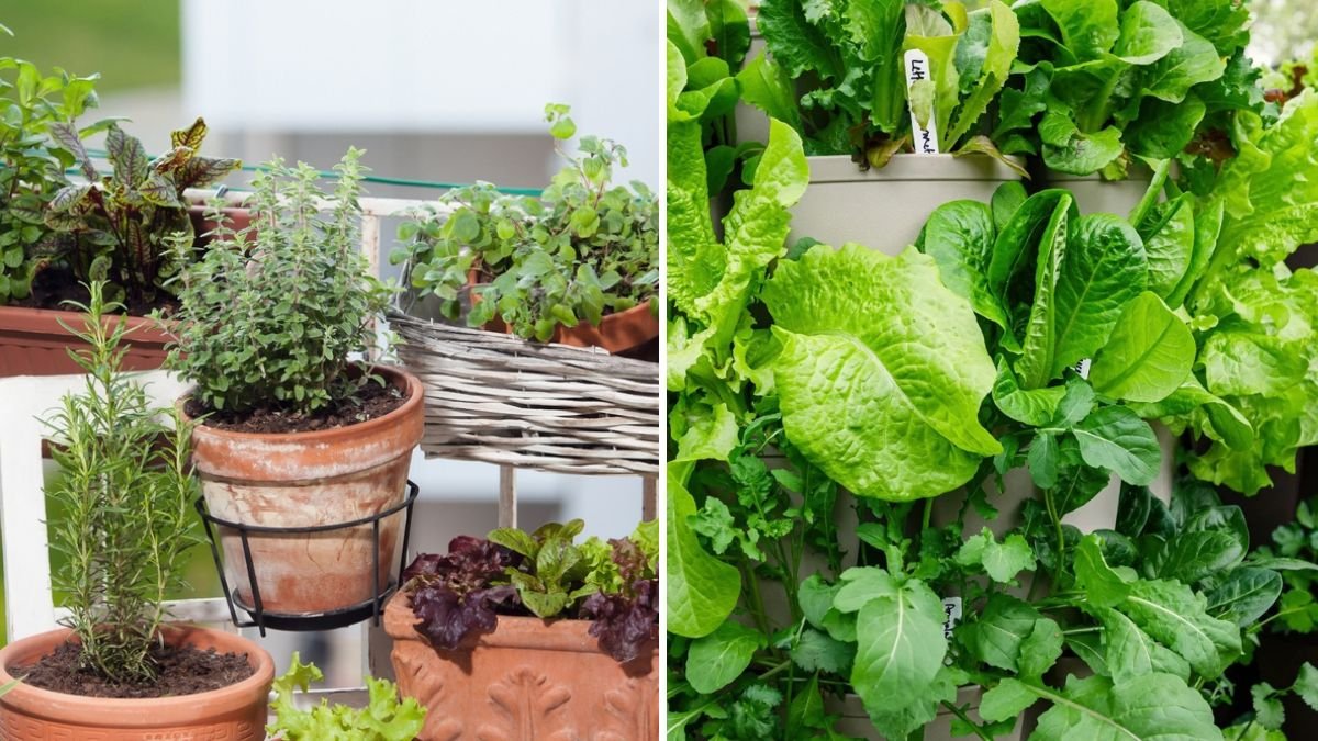 How to Create a Balcony Garden That Feeds Your Family