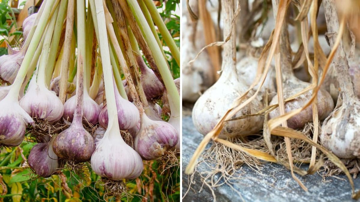 How to Grow Garlic in Containers for Easy Harvests