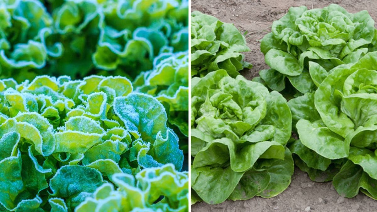 The Secret to Perfect Fall Lettuce (Even in Cold Weather)