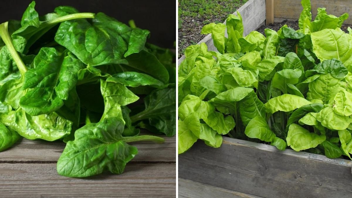 How to Grow Spinach All Winter Long in Raised Beds