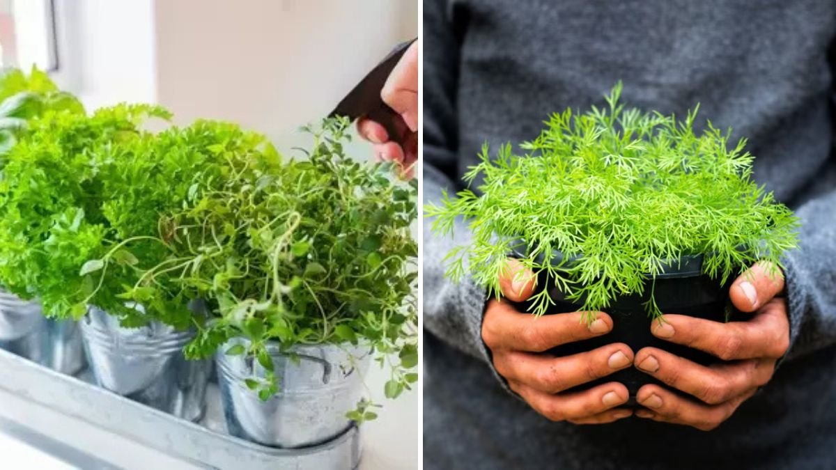 5 Herbs That Thrive Indoors All Year Long