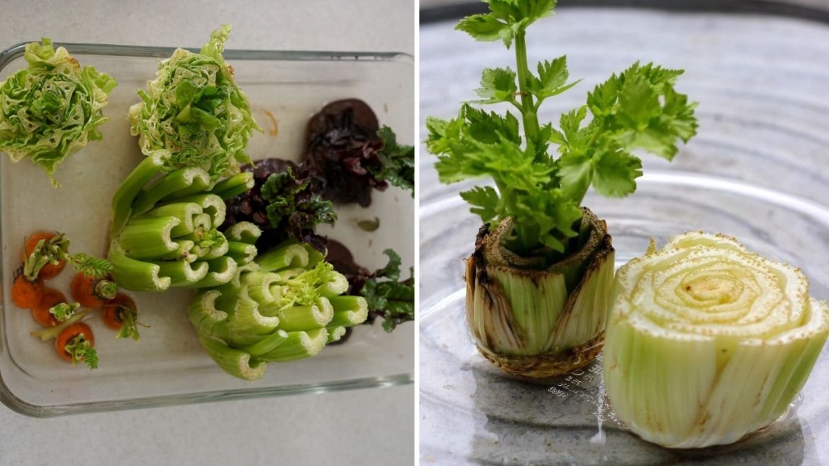 How to Regrow Celery From Kitchen Scraps