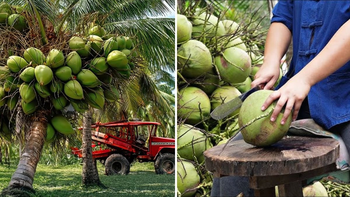 From Tree to Table: How Thai Farmers Harvest Millions of Tons of Coconut for Street Food and Beyond