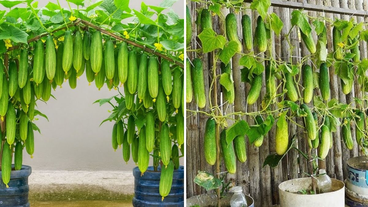 How to Grow Tons of Cucumbers Without a Garden: My Secret Method Revealed!
