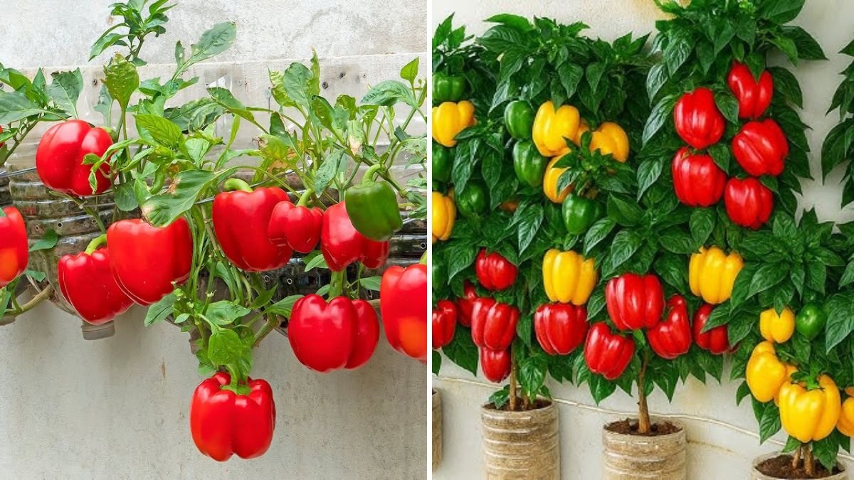 DIY Wall Garden: How to Grow Bell Peppers in Bottles for Stunning Indoor and Outdoor Spaces
