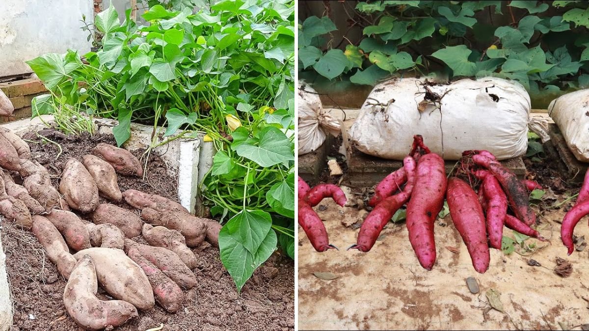 Terrace Gardening Surprise: Growing Sweet Potatoes at Home