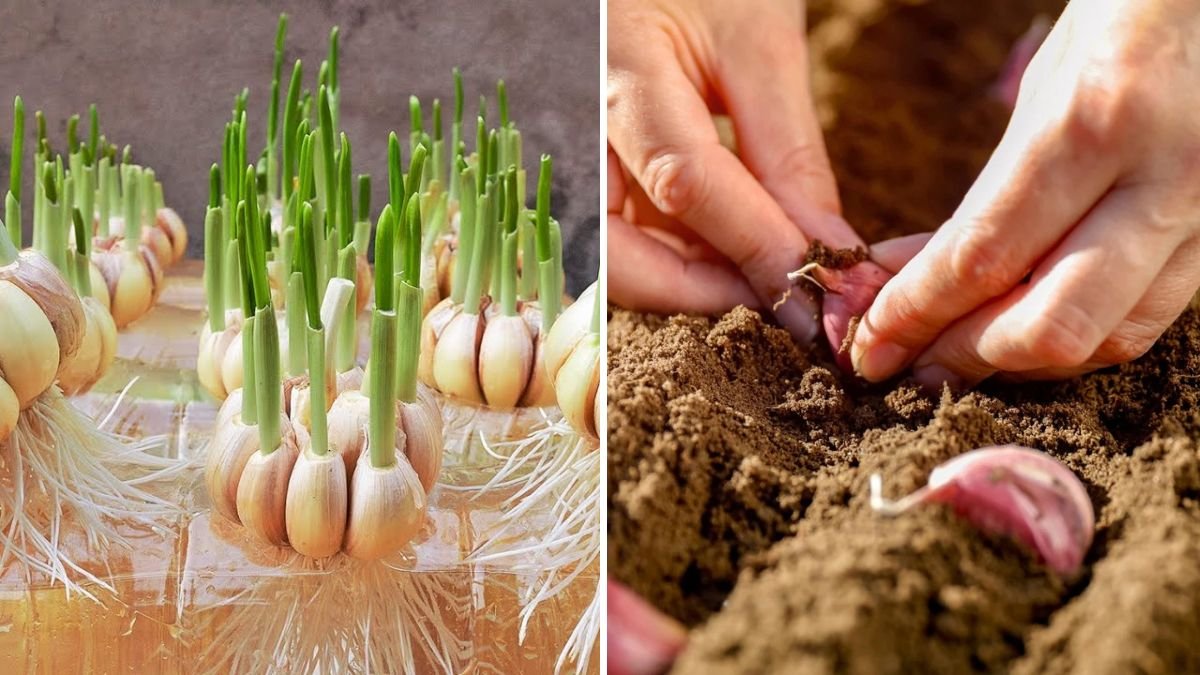Quick and Easy Guide: How to Grow Garlic by Planting the Base