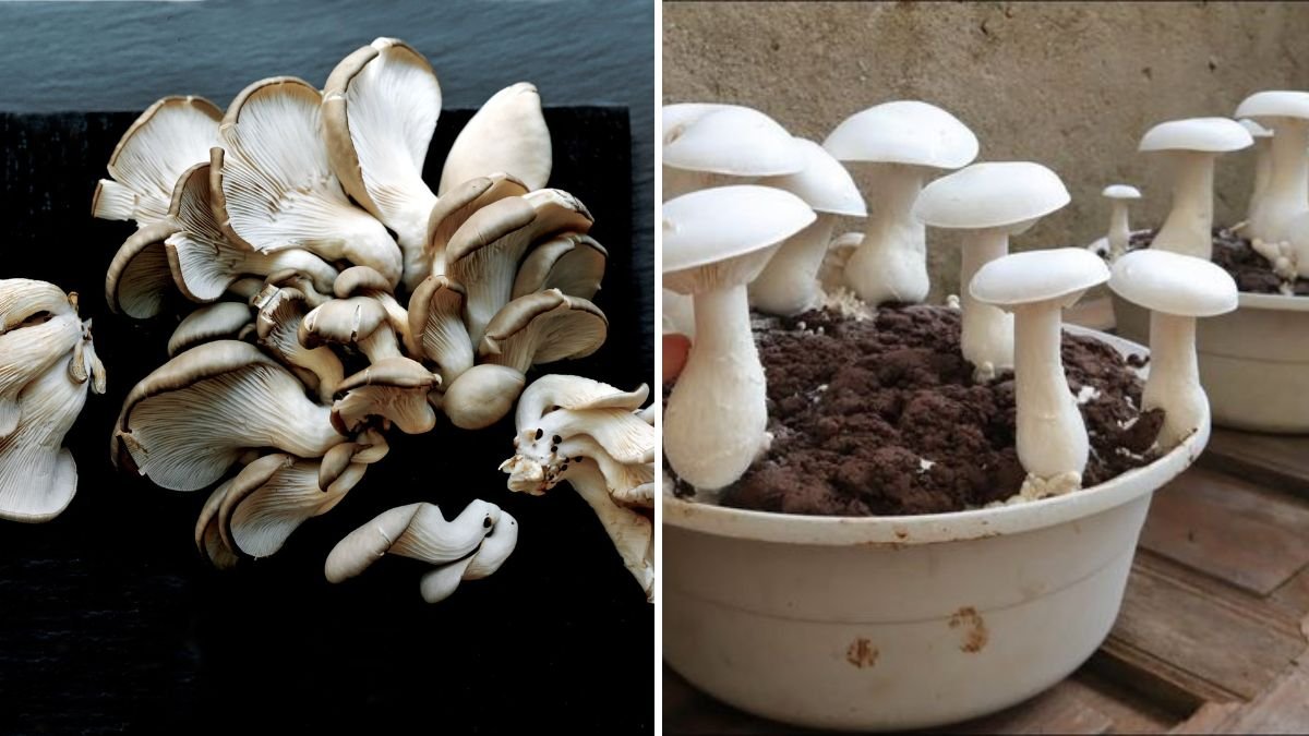 Unbelievable! How to Grow Mushrooms in a Bowl at Home Easily