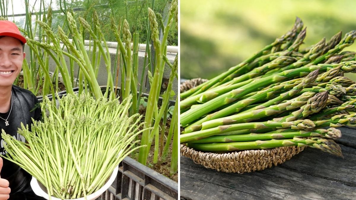 How I Grow Asparagus on the Terrace for Faster Harvests and More Sprouts