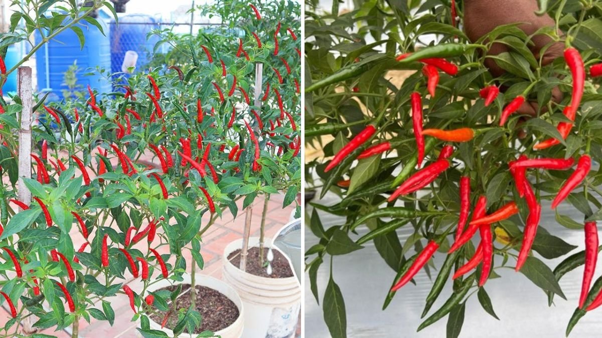 How to Grow Chili Peppers in Containers: From Seed to Harvest