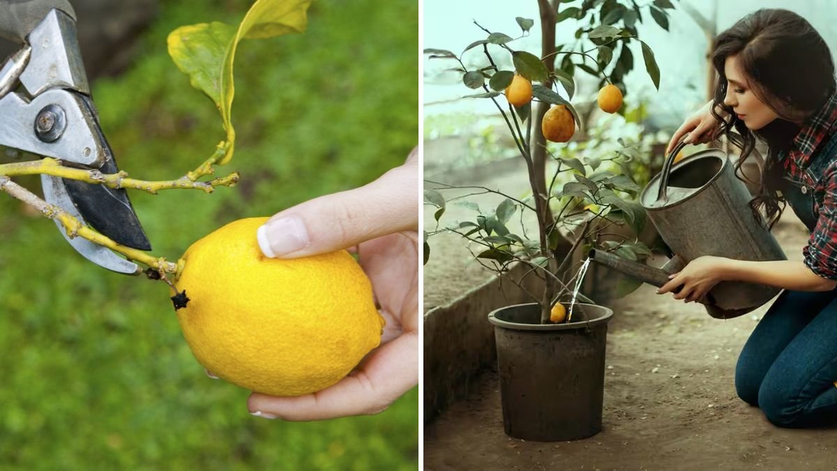 7-Step Guide to Caring for Lemon Trees in Pots