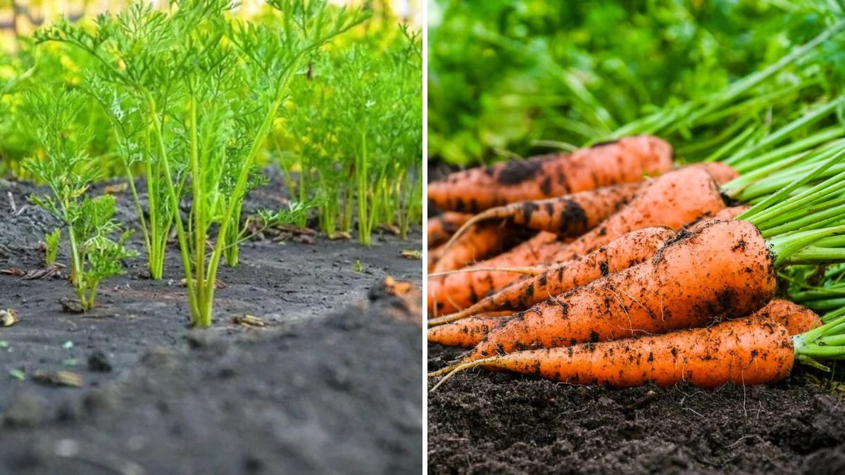 6 Easy Steps to Grow Carrots in Containers