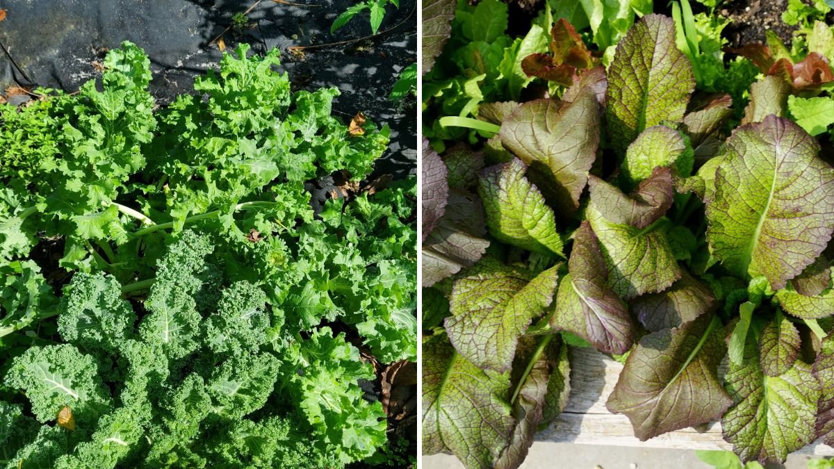 5-Step Guide to Growing Leafy Greens Year-Round