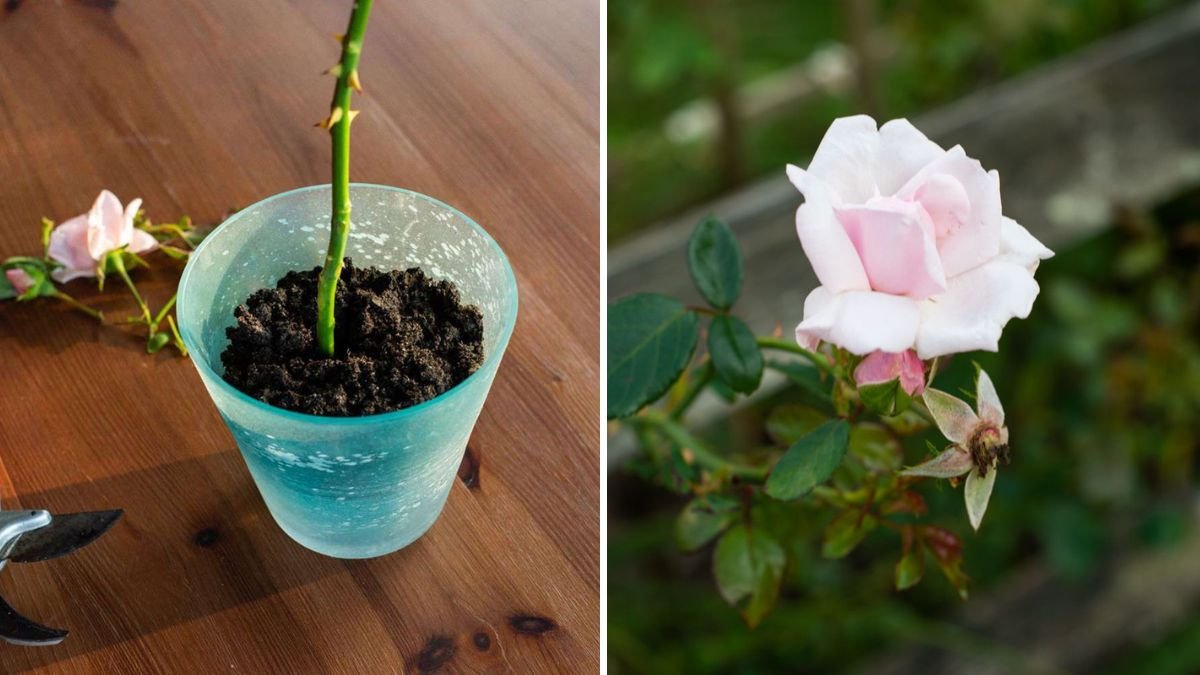 7 Easy Steps to Propagate Rose Plants