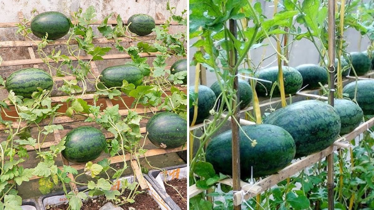 हैरान कर देने वाली तकनीक: टायरों में छत पर तरबूज उगाने का नया तरीका