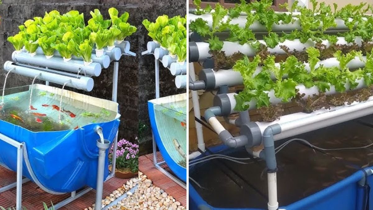 How to Build a Cheap and Effective Aquaponics System Using a Plastic Barrel