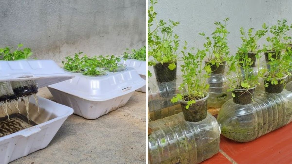 How to Grow Coriander in a Styrofoam Box with Water: Easy Guide from Seeds