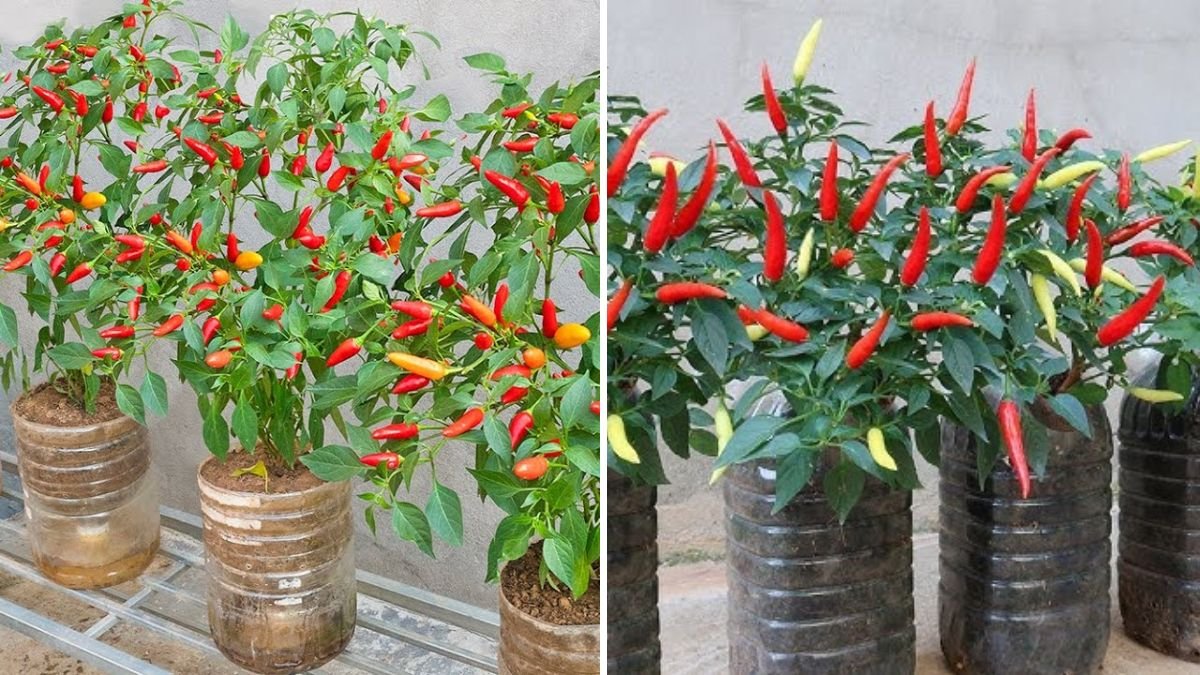 Grow a Year-Round Chili Pepper Garden Using Just a Few Old Plastic Bottles – You Won’t Believe How Easy It Is!