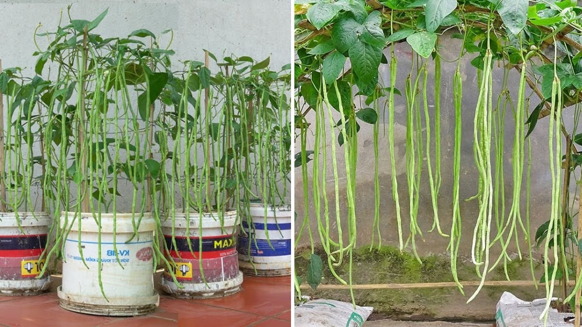 No Garden? No Problem! How to Grow Long Beans Fast with Minimal Care