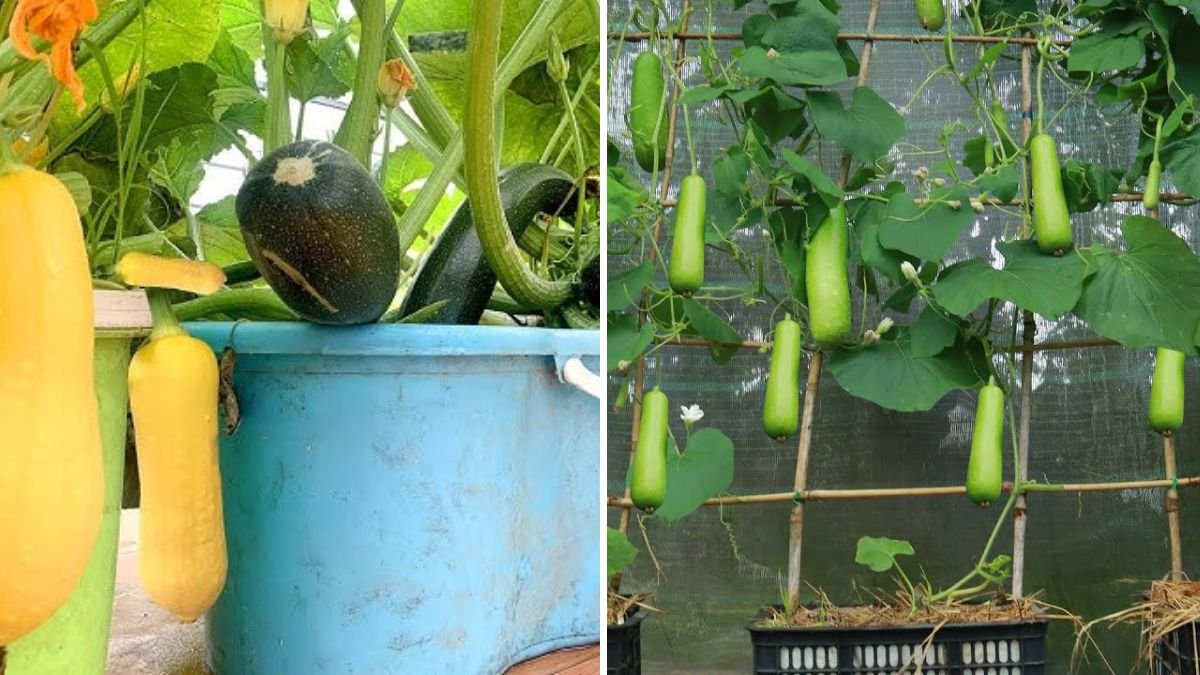 The Complete Guide to Growing Squash in Containers: Tips for a Bountiful Harvest