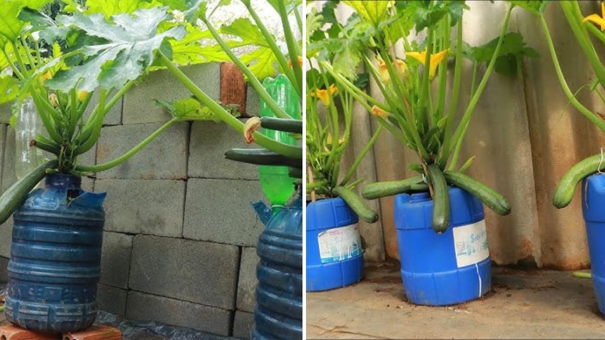 Grow Zucchini in Plastic Cans Using Bananas as Natural Fertilizer: A Step-by-Step Guide